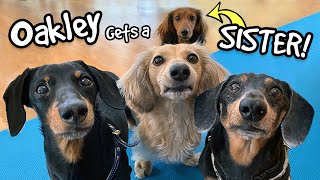 Oakley Gets a SISTER! - Say hi to Delilah the Puppy Dachshund!