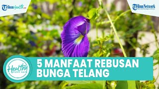 5 Manfaat Minum Rabusan Bunga Telang Bagus untuk Kesehatan Tubuh, Satu di Antaranya Kaya Antioksidan