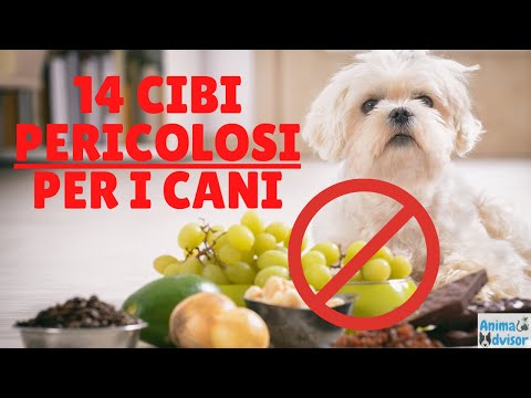 What Dogs Can't Eat: All the Prohibited Foods