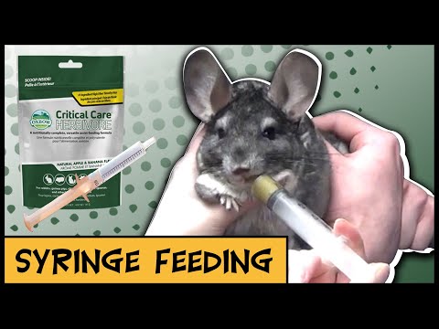 How to Syringe Feed Chinchillas | Preparing Oxbow Critical Care