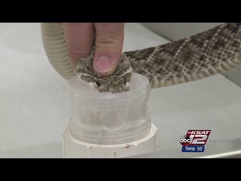 Video: Universal anti-venom for all snake bites under study