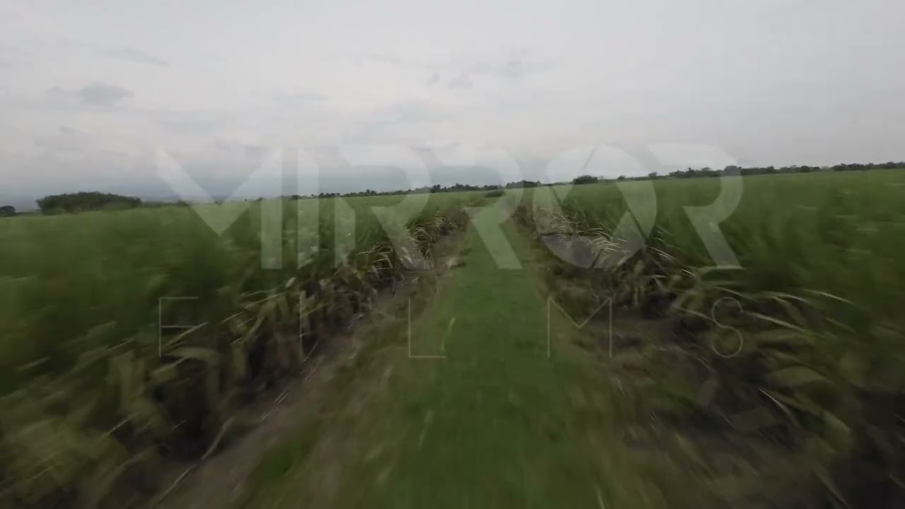 Cultivo de Caña FPV P8