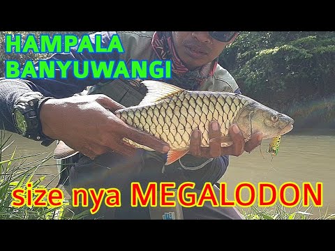 HAMPALA / PALUNG BANYUWANGI