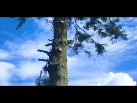Epic Tree Care video.