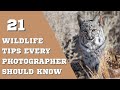 21 FAIL-PROOF Tips For AMAZING Wildlife Photos!