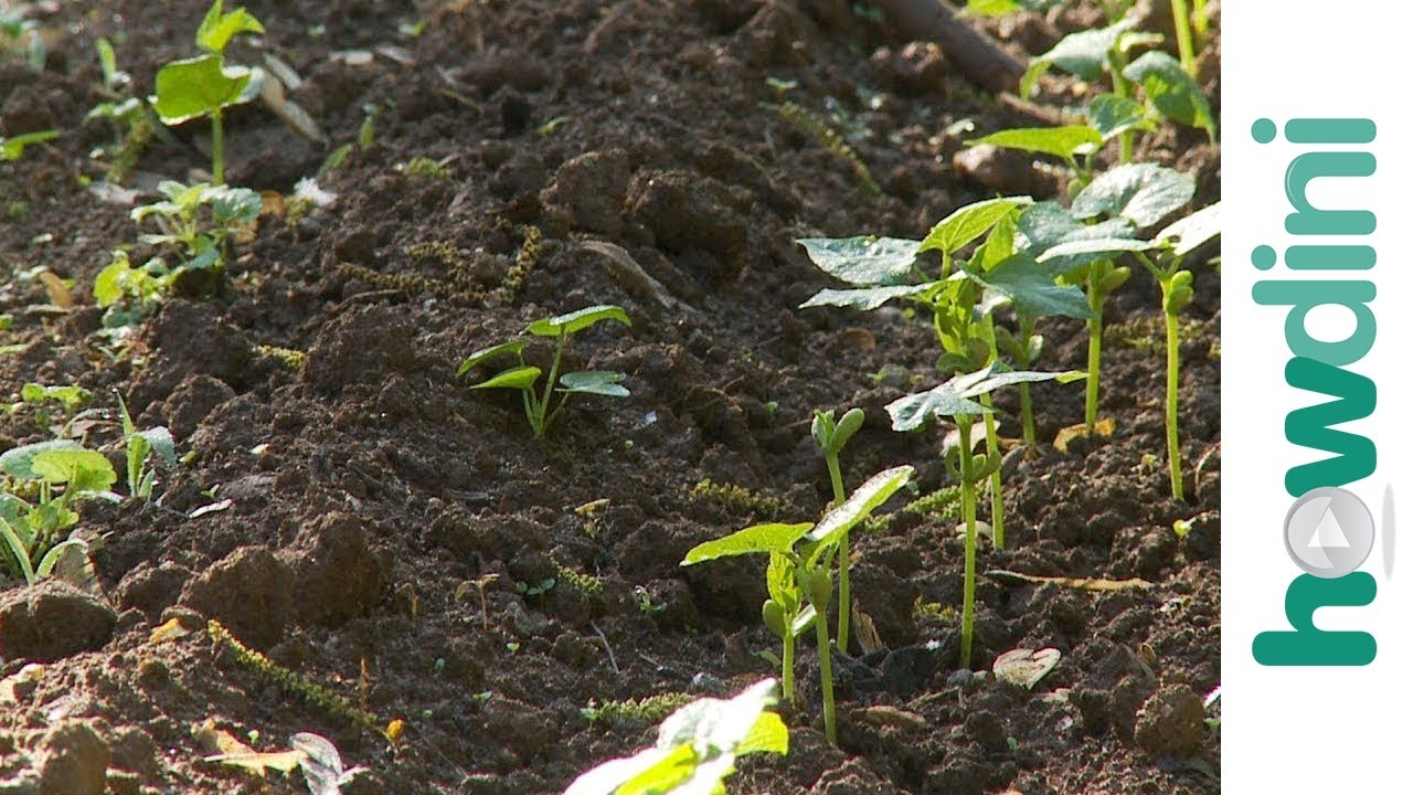 How to keep the mournful dress away from your garden - YouTube