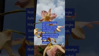 Download lagu Sustenance is as vast as your good intentions - Allah is as vast as our intentions towards Him #A... mp3