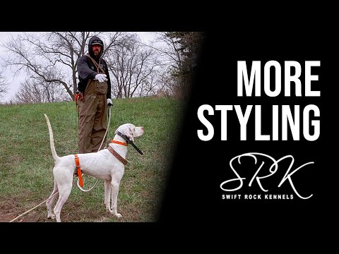 Bird Dog Training -More Woah Post Training and Getting More Style | Swift Rock Kennel #pointingdog
