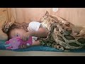 This 3 Year Old Girl Covered With Snakes Casually Watches Videos On Smartphone
