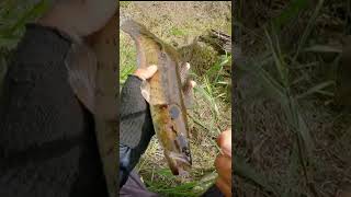 Download lagu FISHING IN THE BIG RIVER STRIKES CHANNA AND BABON TOMAN 😨👆 #short #shorts mp3 Download lagu FISHING IN THE BIG RIVER STRIKES CHANNA AND BABON TOMAN 😨👆 #short #shorts mp3
