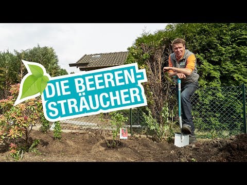 Beeren-Sträucher: Pflanz- und Erntetipps für einen natürlichen Sichtschutz