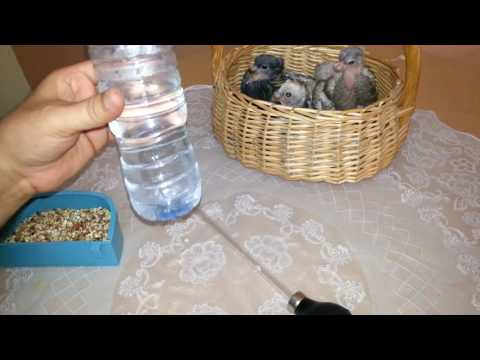 طريقة اطعام فروخ الحمام Hand Feeding Baby Pigeons