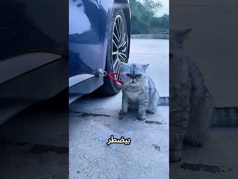 #محظور_من_الاكسبلور  #اكسبلور