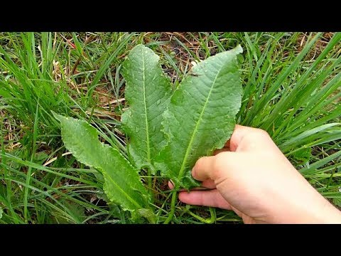 Jestive i lekovite biljke - Divlje zelje