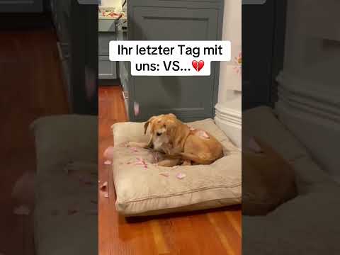 Nur Menschen, die Hunde haben, verstehen den Schmerz😭😭 #hund #hundeliebe #hundevideos