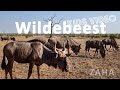 Zaha Animals Wildebeest