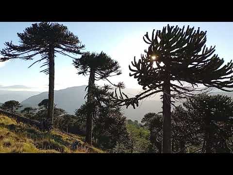 Cordillera alto Lonquimay Araucanía Chile 
