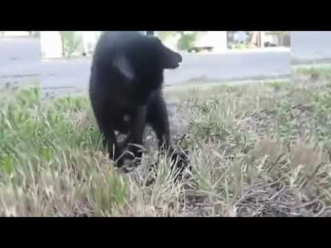 FEARLESS CATS ★ 29 Cats Who Are Totally Badass [Epic Laughs