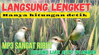 Download lagu MP3 Suara pikat prenjak sawah/ciblek ribut . ciblek liar langsung nyambar  mp3