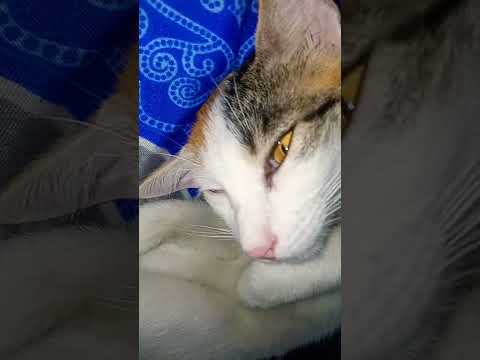 #Allah ki kudrat #love #reelsinstagram #cat #cute #youtuber #viral #shortsfeed #trending #meerut