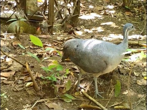 Macucos, jacus, pacas, cutias e catetos - Festa dos bichos