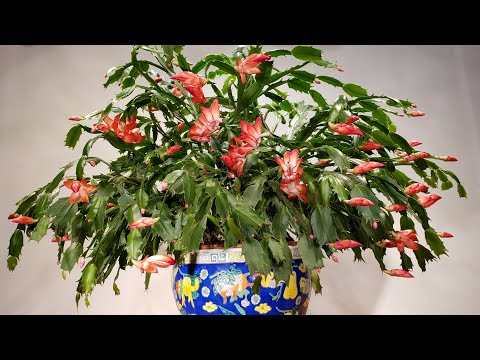 , title : '20년된 대품 게발선인장 어떻게 키우고 관리하나《How to grow & care for 20yeas old Thanksgiving / Christmas Cactus》'