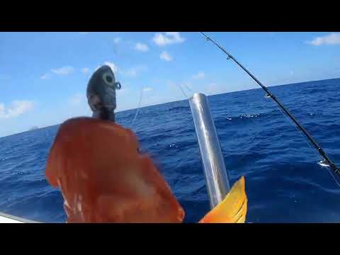 dropshot fishing 19/03/2023 near round Island