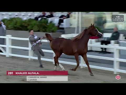 N.281 KHALED ALFALA. - 10th Kuwait International Championship 2023 - Stallions 7-10 Years Old (C...