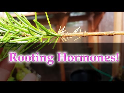 How To Grow Rosemary From Cuttings Two Ways BOTH Easy