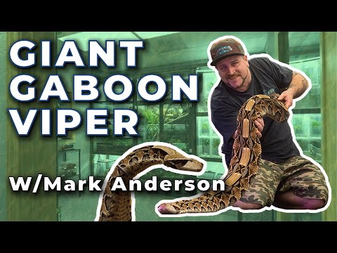 Giant Gaboon Viper (Peaches) with Mark Anderson