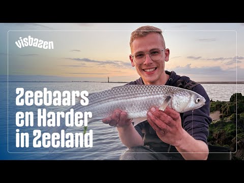We vangen ZEEBAARS & HARDER in Zeeland! | VISbazen Salt #1