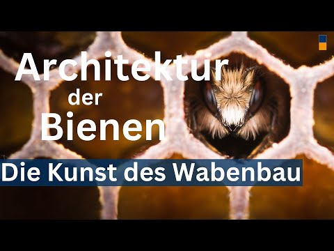 Vergiss, was Du bisher über Bienenwabenbau wusstest - Wie Bienen wirklich ihre Waben bauen!