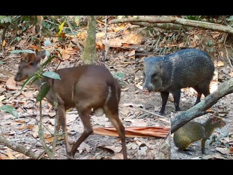 Muitos bichos no bebedouro - Parte 02 - Jaguatirica, catetos, pacas, cutias, antas e veado - Amazon