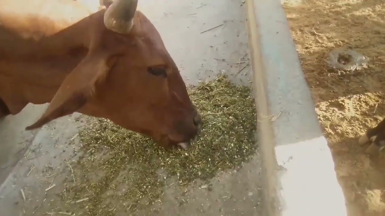 Alimentando meu gado com farelo de Maniçoba