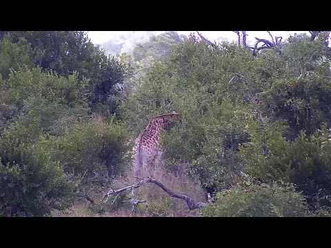 Djuma: Giraffes - 10:24 - 04/23/20