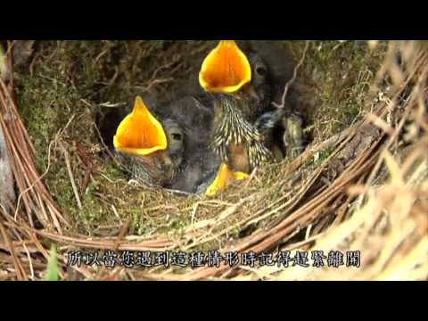 尋找阿里山 - 花漾四季阿里山 國語版