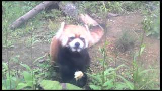 テニスコーツ tenniscoats｜トランポリンの風