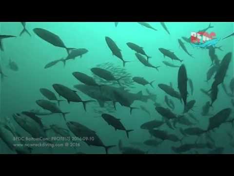 2016-09-10 BFDC Dive:  PROTEUS stern tour