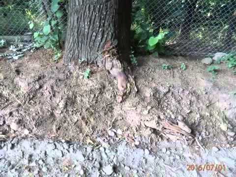 Brabova,Dolj,Romania.Distrugerea si taierea teilor seculari .