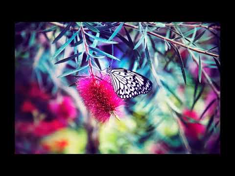 Aleksandra Stakic - Vodjena meditacija Carolija Zahvalnosti