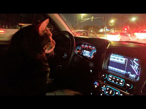 How We Got Our Cats To Enjoy Car Rides | 6 Steps