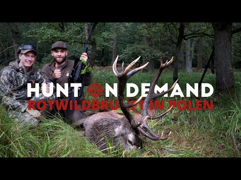 Red deer rut in Poland 🇵🇱 by @Hunterfieber