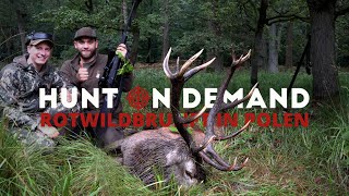 Rotwildbrunft in Polen 🇵🇱 von @Hunterfieber