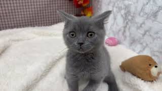 ブリティッシュショートヘアの動画01