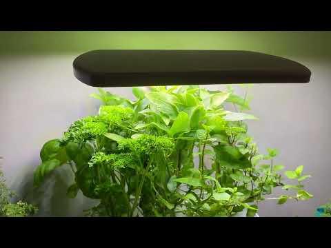 AeroGarden Harvest XL Review