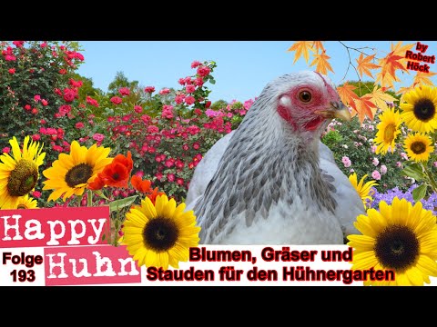 E193 Die besten Blumen, Gräser und Stauden für den Hühnergarten bei HAPPY HUHN, mit Hühnern gärtnern