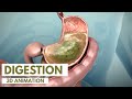 How The Digestive System Works  3D Animation