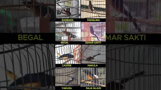 Download lagu murai batu gaya sujud FAVORIT kalian apa #muraibatu mp3 Download lagu murai batu gaya sujud FAVORIT kalian apa #muraibatu mp3