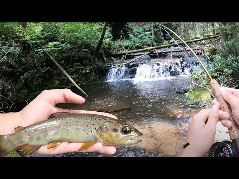 Tons of Big Wild Brown Trout taking Dry Flies! (Class A Wild Trout Series) Pennsylvania Fly Fishing