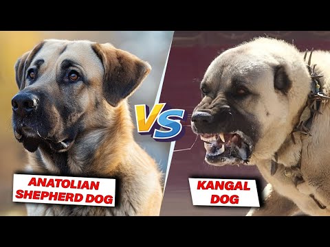 Dangerous Beast in the World 🐺 | Kangal Dog vs Anatolian Shepherd | Ultimate Dog Battle 2025